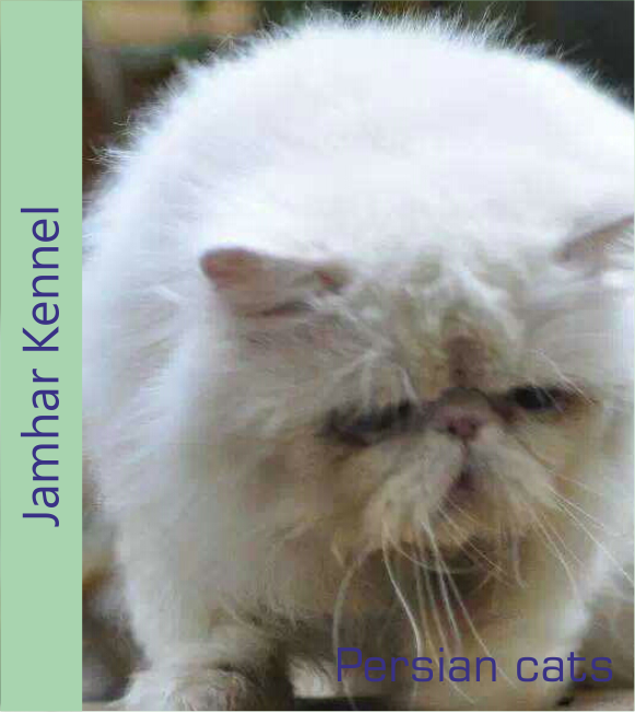 Persian Cat